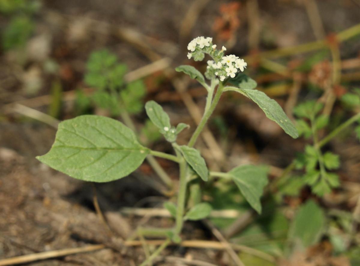 Heliotrope plant